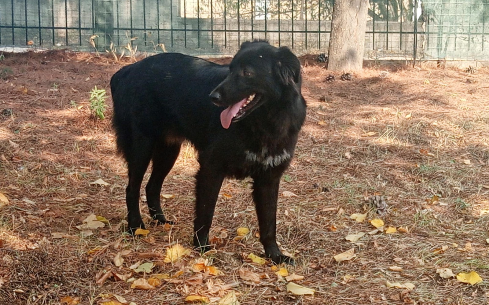 Boubis Zorro Dogsavior Nov24 3