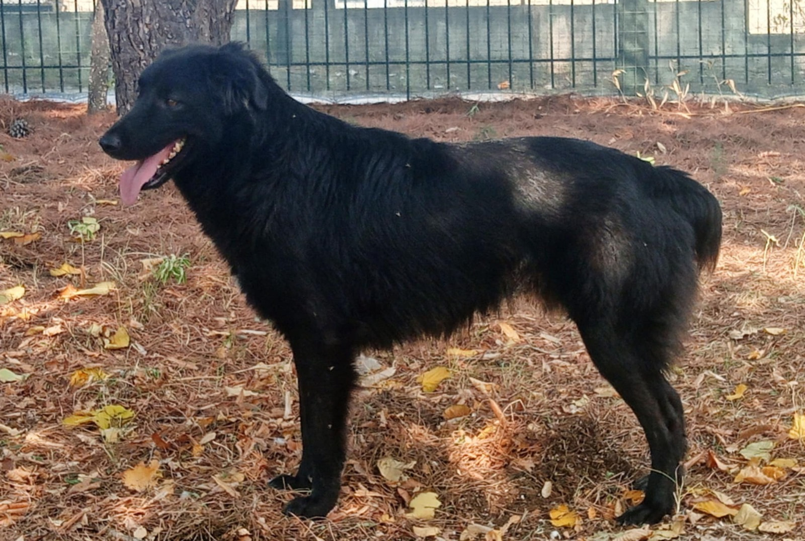 Boubis Zorro Dogsavior Nov24 4