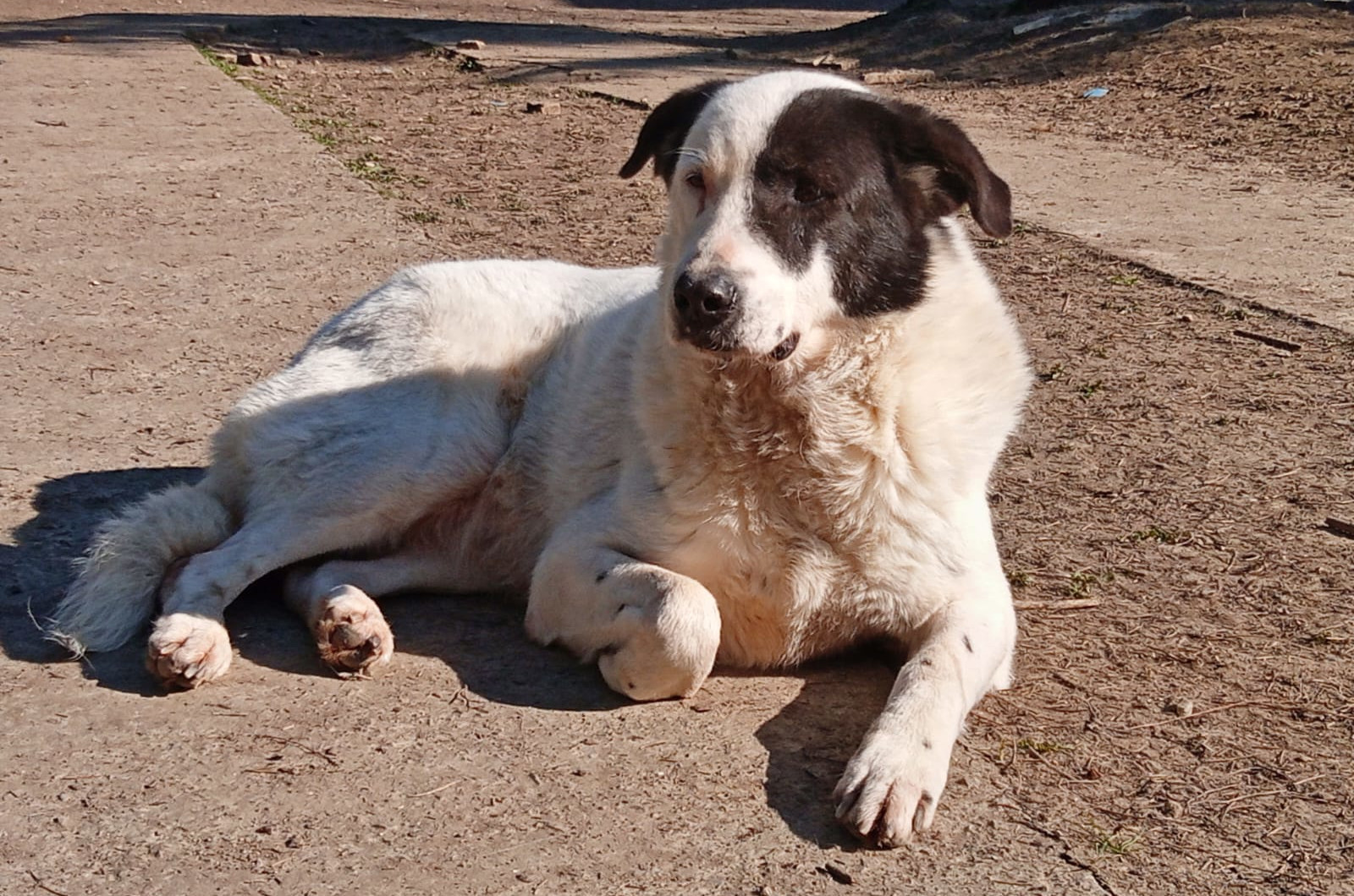 Abby Zorro Dogsavior Apr25 1