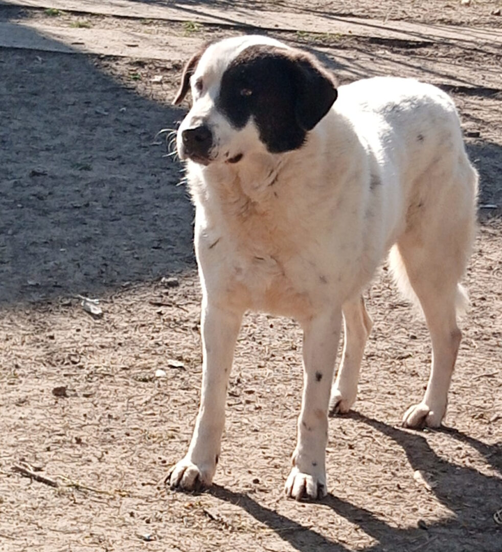 Abby Zorro Dogsavior Apr25 4