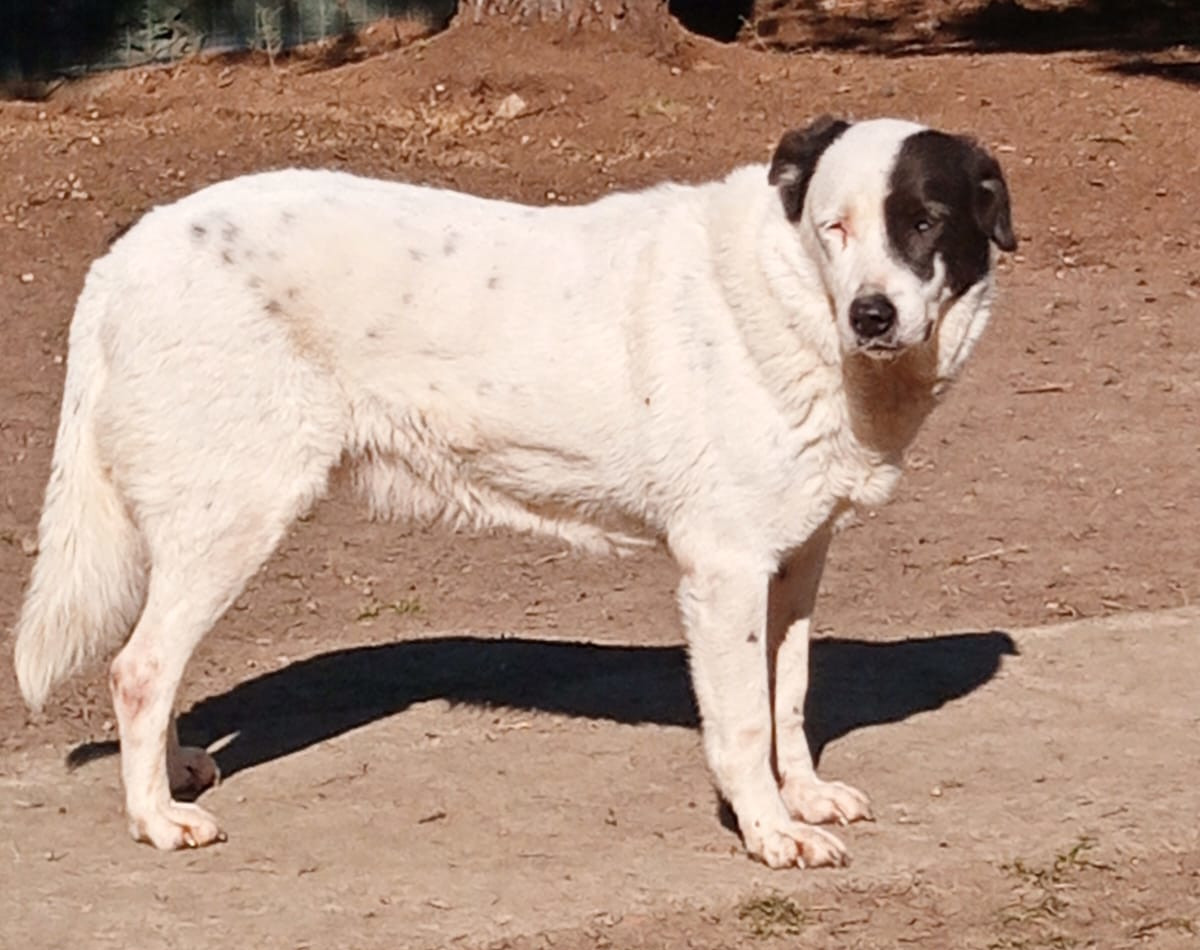 Abby Zorro Dogsavior Apr25 5