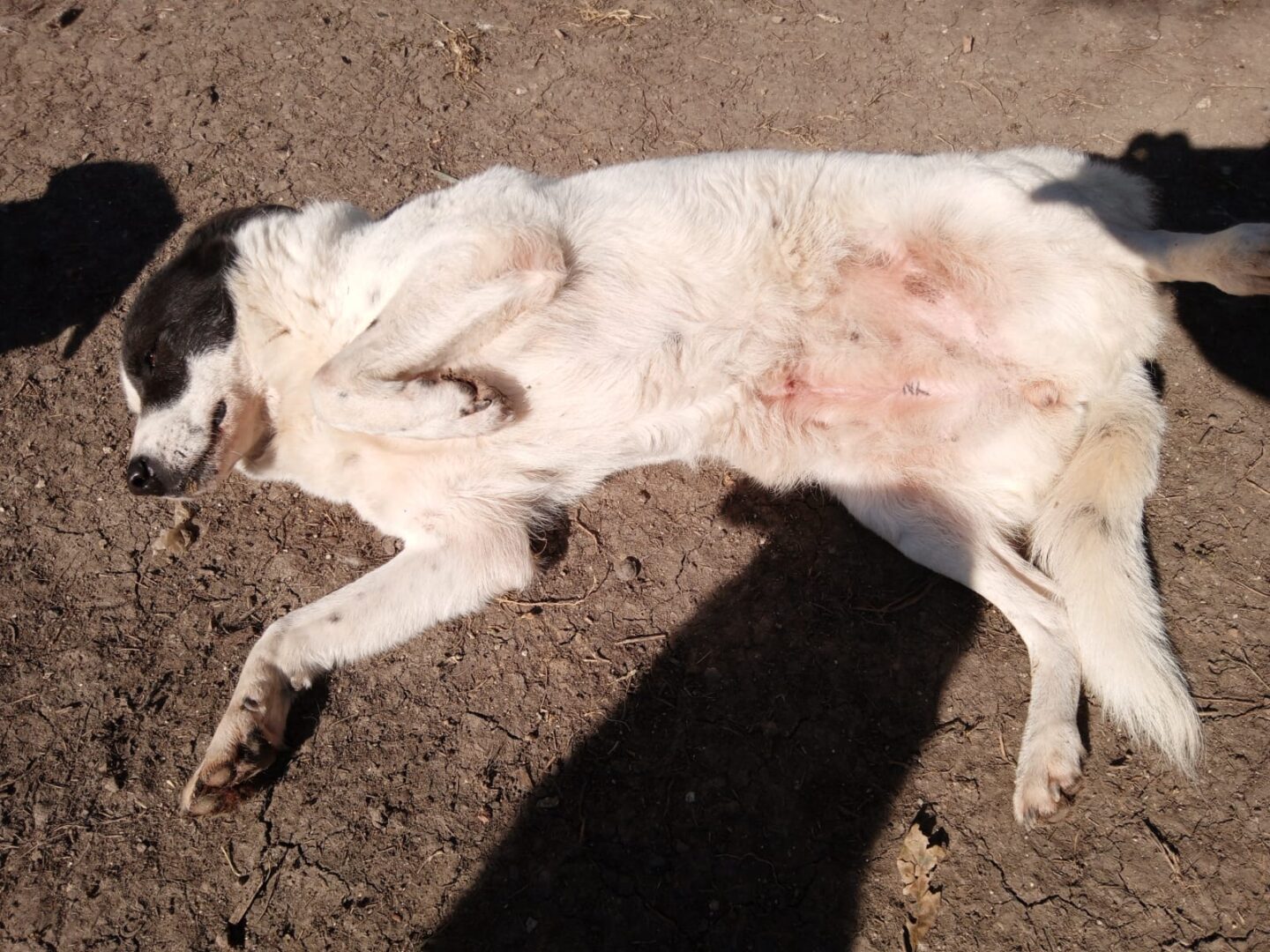 Abby Zorro Dogsavior Apr25 6