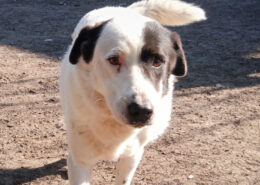 Abby Zorro Dogsavior Apr25 Beitragsbild