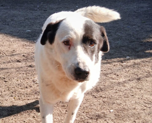 Abby Zorro Dogsavior Apr25 Beitragsbild