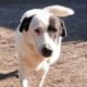 Abby Zorro Dogsavior Apr25 Beitragsbild