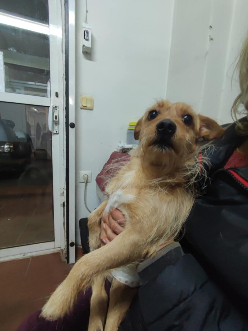 Benji Zorro Dogsavior Mär25 1