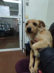 Benji Zorro Dogsavior Mär25 2