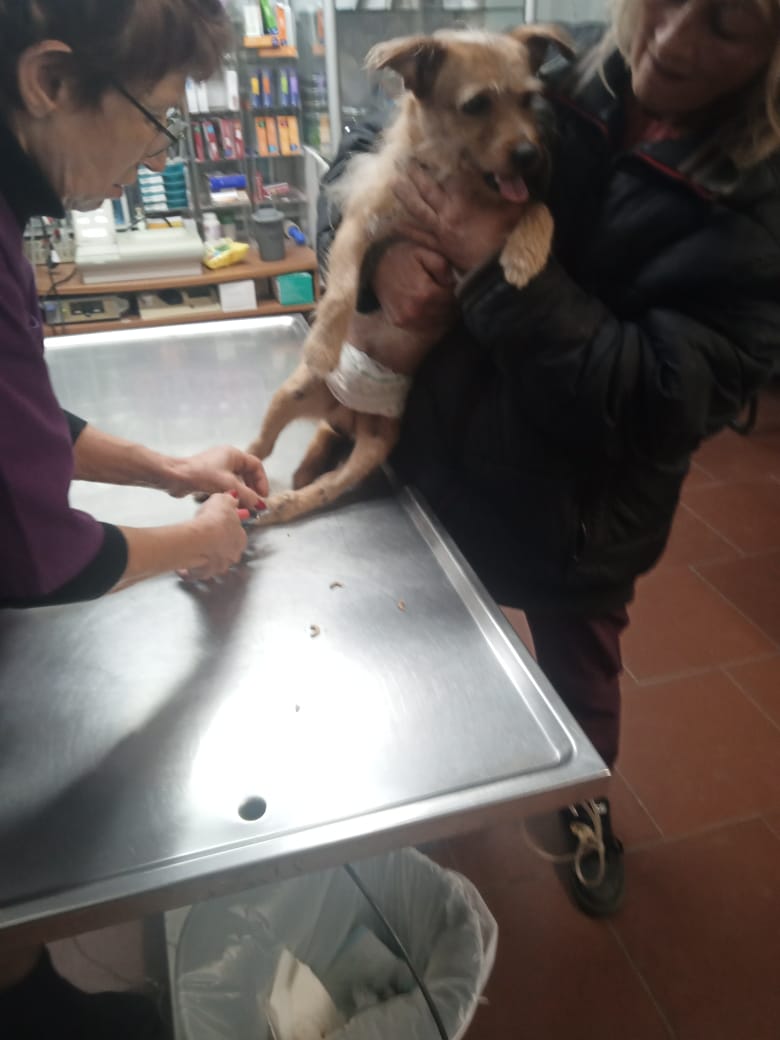 Benji Zorro Dogsavior Mär25 3