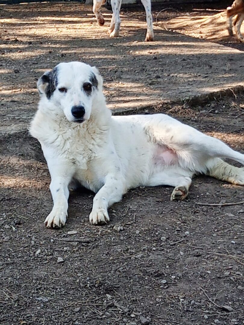 Farina Zorro Dogsavior Apr25 1