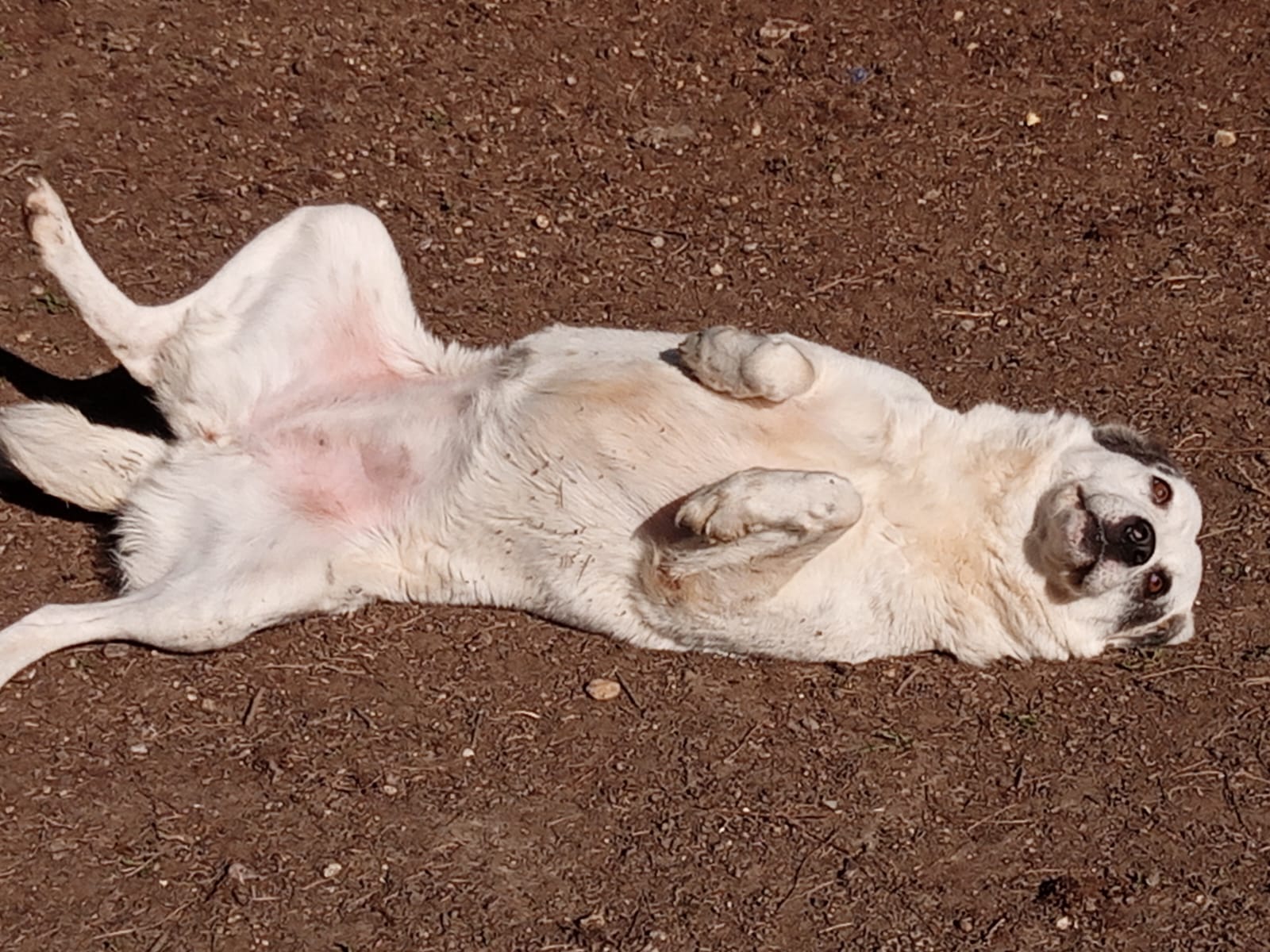 Farina Zorro Dogsavior Apr25 3