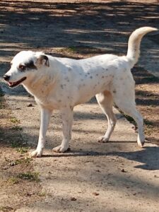 Farina Zorro Dogsavior Apr25 4