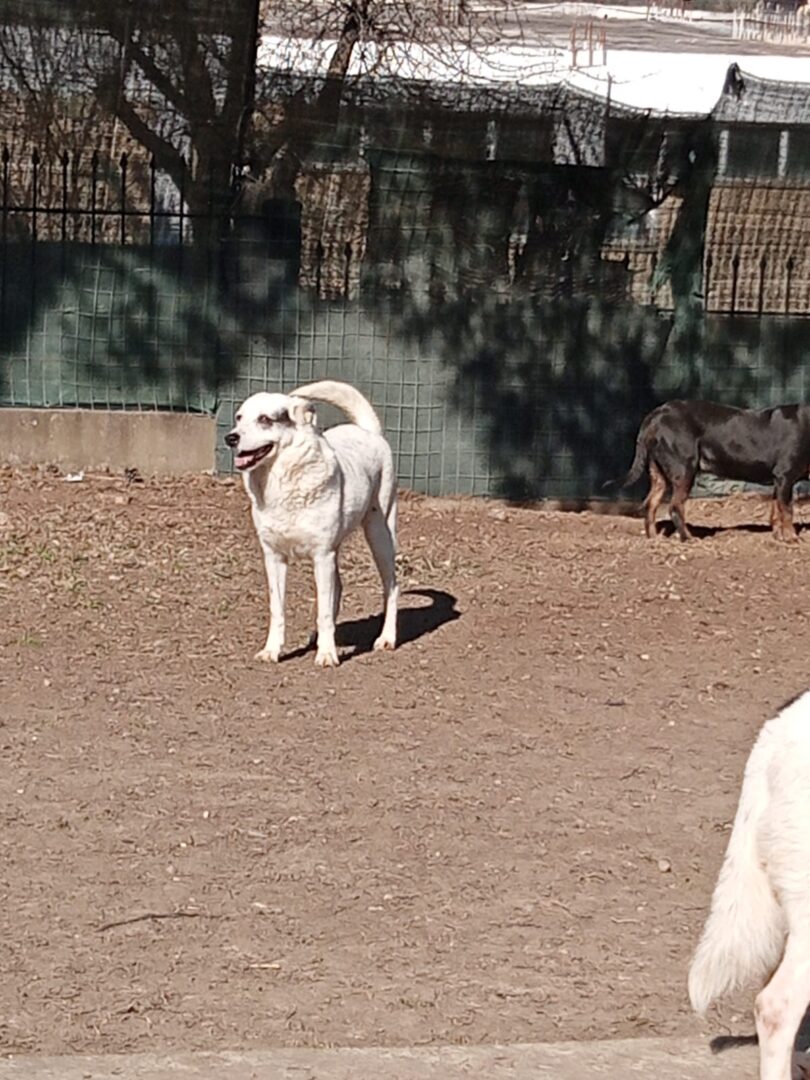 Farina Zorro Dogsavior Apr25 5
