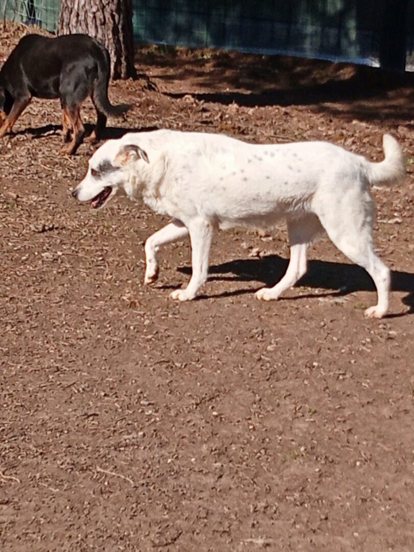 Farina Zorro Dogsavior Apr25 6