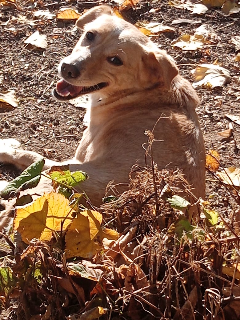 Hedi Zorro Dogsavior Feb25 1