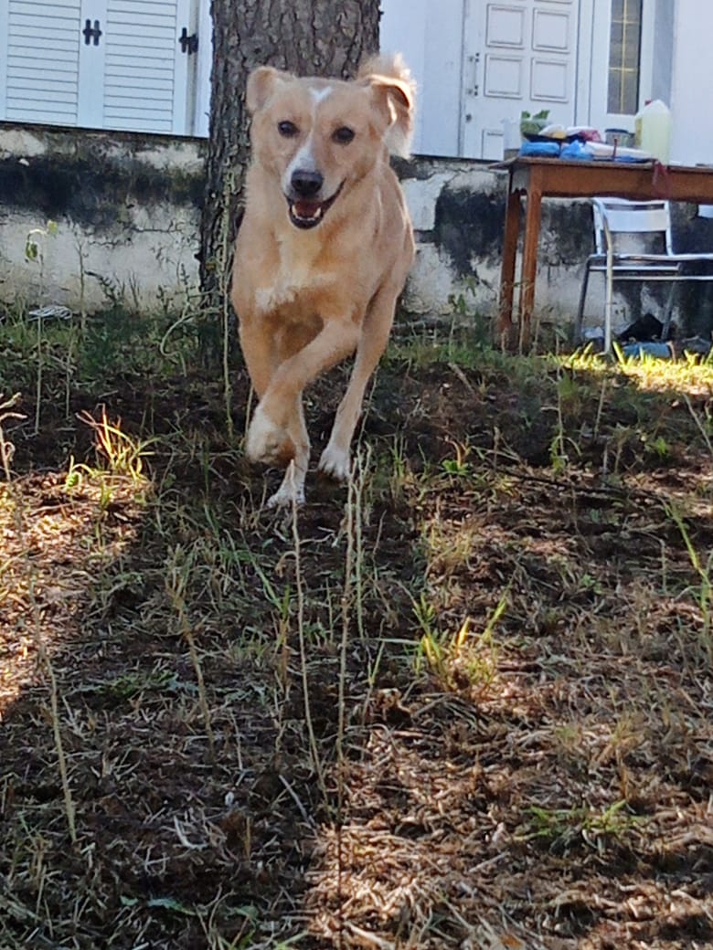 Hedi Zorro Dogsavior Feb25 2