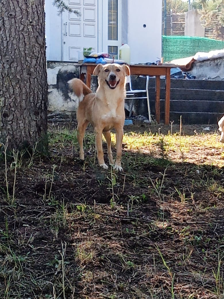 Hedi Zorro Dogsavior Feb25 3