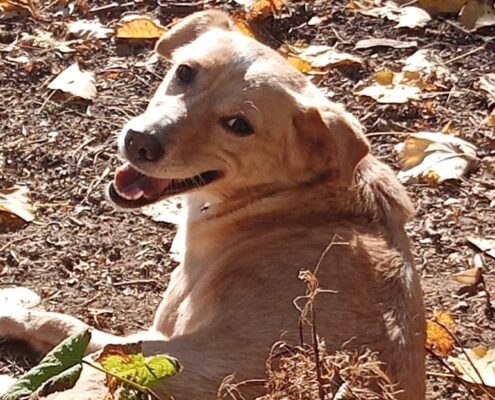 Hedi Zorro Dogsavior Feb25 Beitragsbild