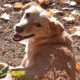 Hedi Zorro Dogsavior Feb25 Beitragsbild