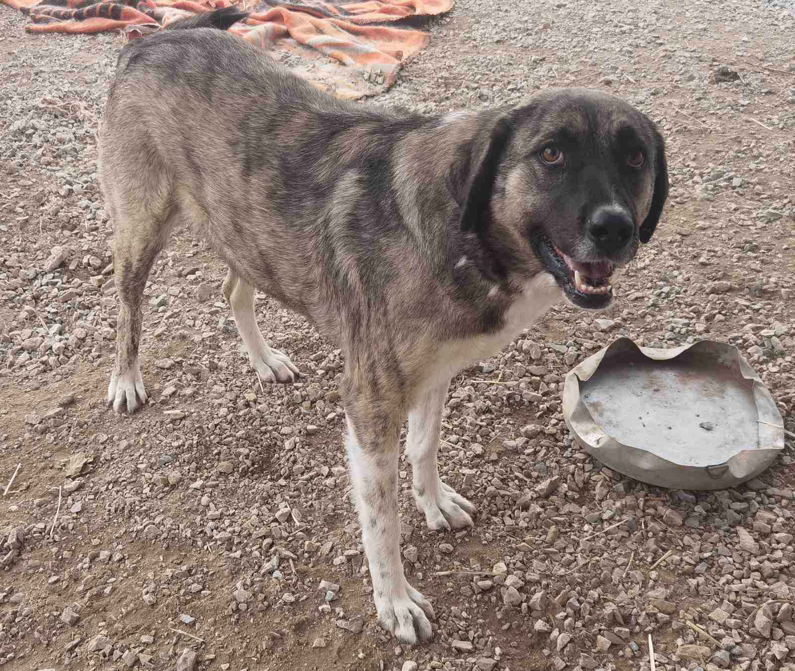 May Zorro Dogsavior Dez24 1