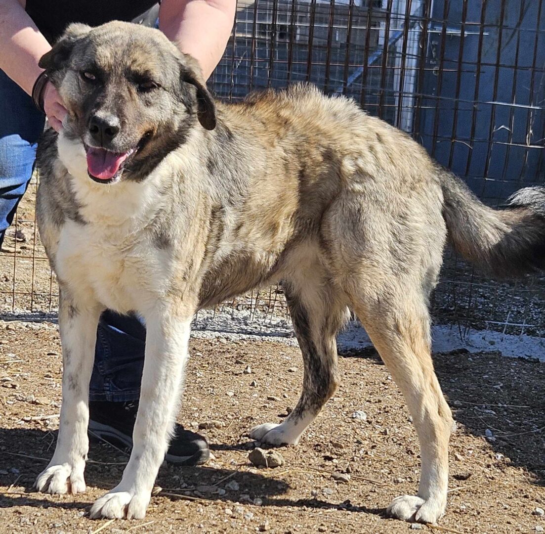 May Zorro Dogsavior Mär25 1