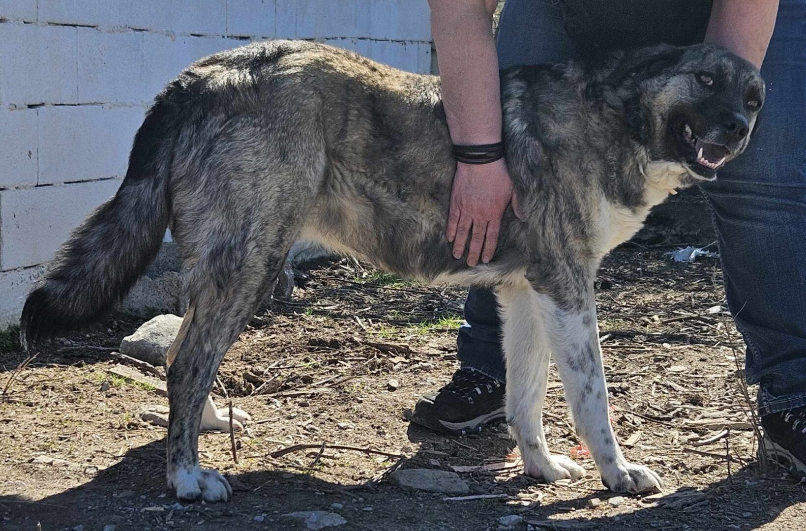 May Zorro Dogsavior Mär25 2