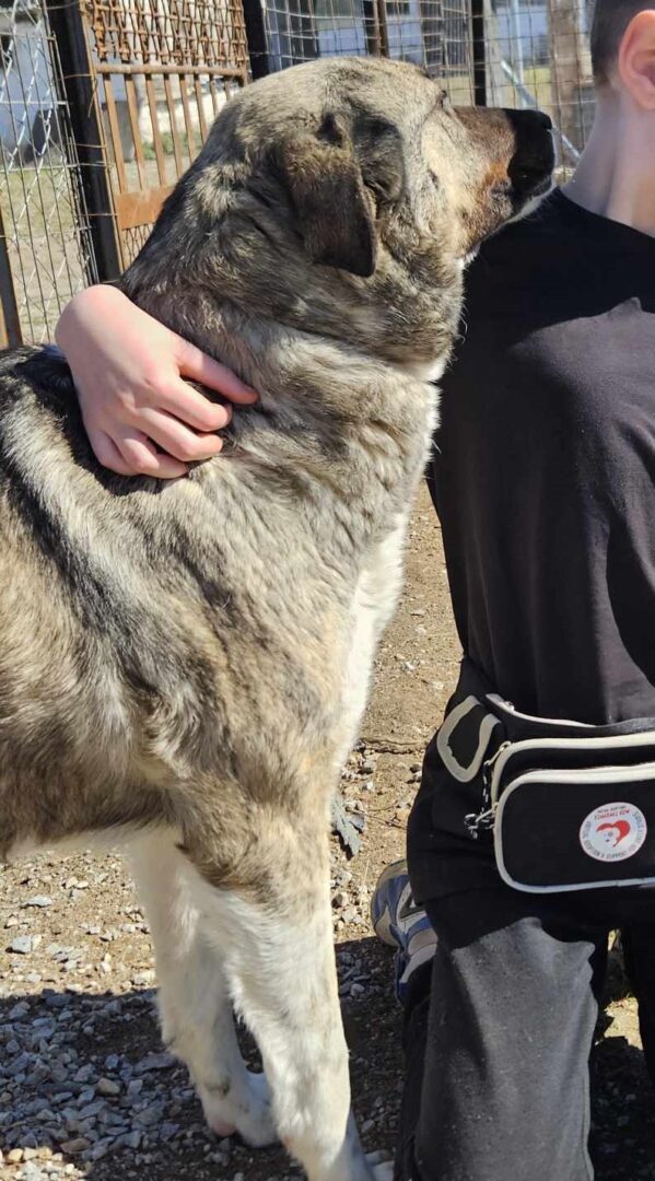 May Zorro Dogsavior Mär25 3