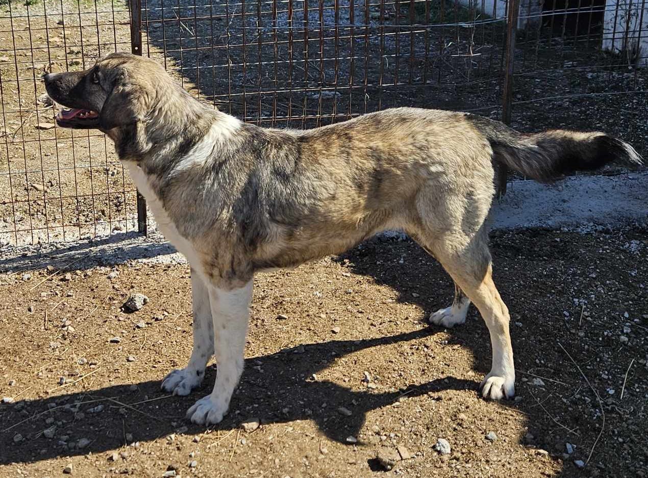 May Zorro Dogsavior Mär25 4