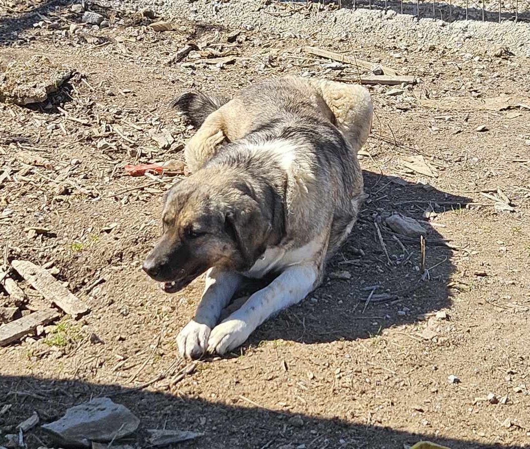 May Zorro Dogsavior Mär25 5
