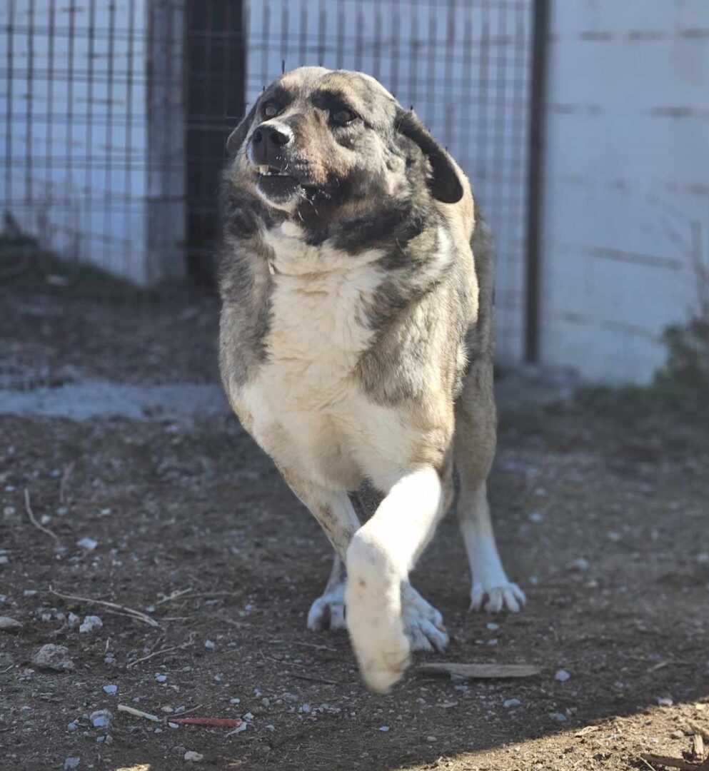 May Zorro Dogsavior Mär25 6