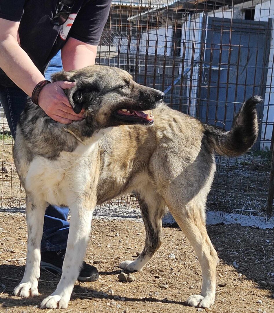 May Zorro Dogsavior Mär25 7