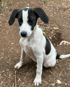 Saya Zorro Dogsavior Aug25 4