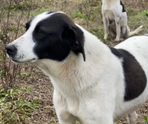 Saya Zorro Dogsavior Aug25 Beitragsbild