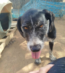 Thiseas Zorro Dogsavior Okt25 1