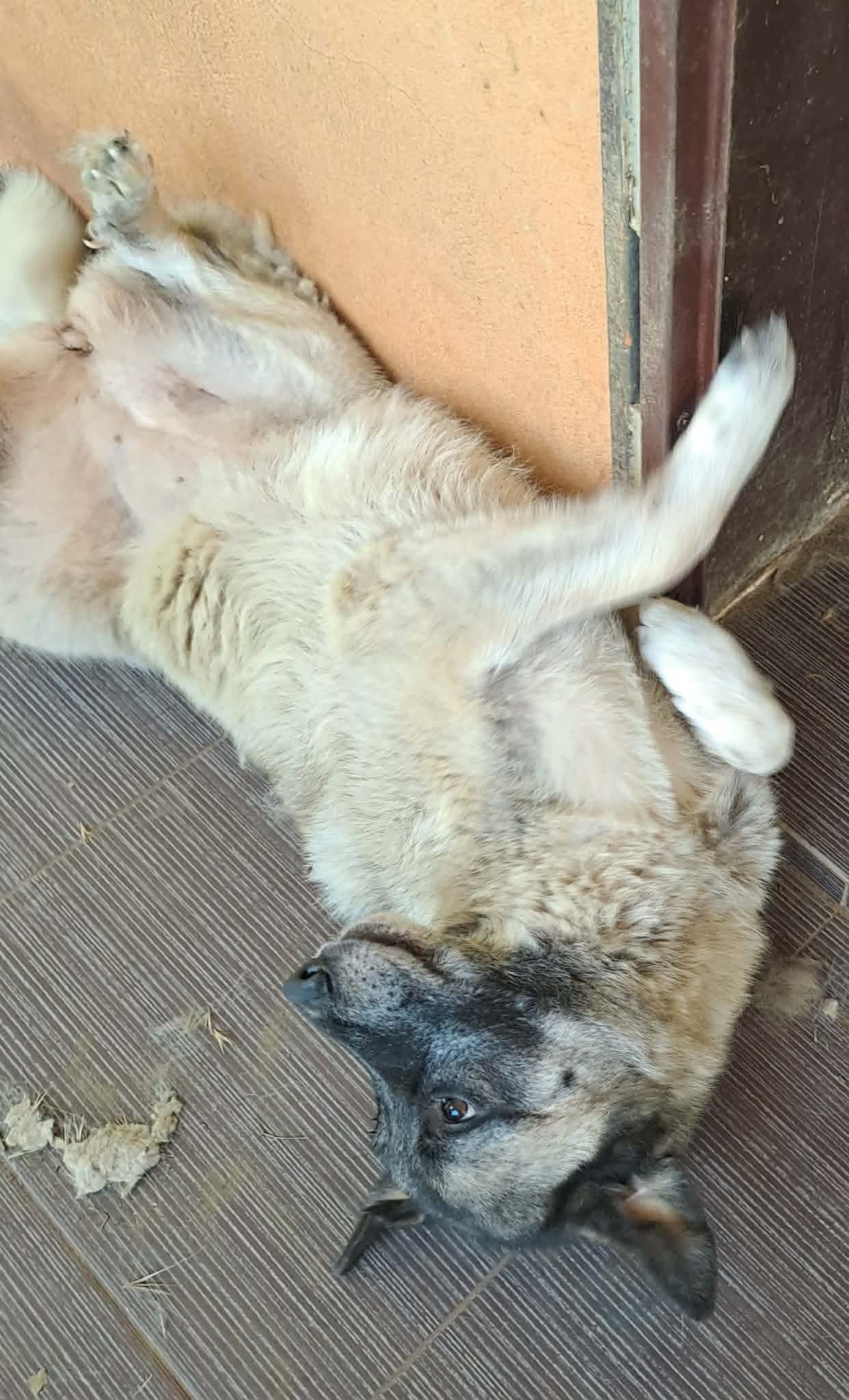 Eiris Zorro Dogsavior Aug26 1