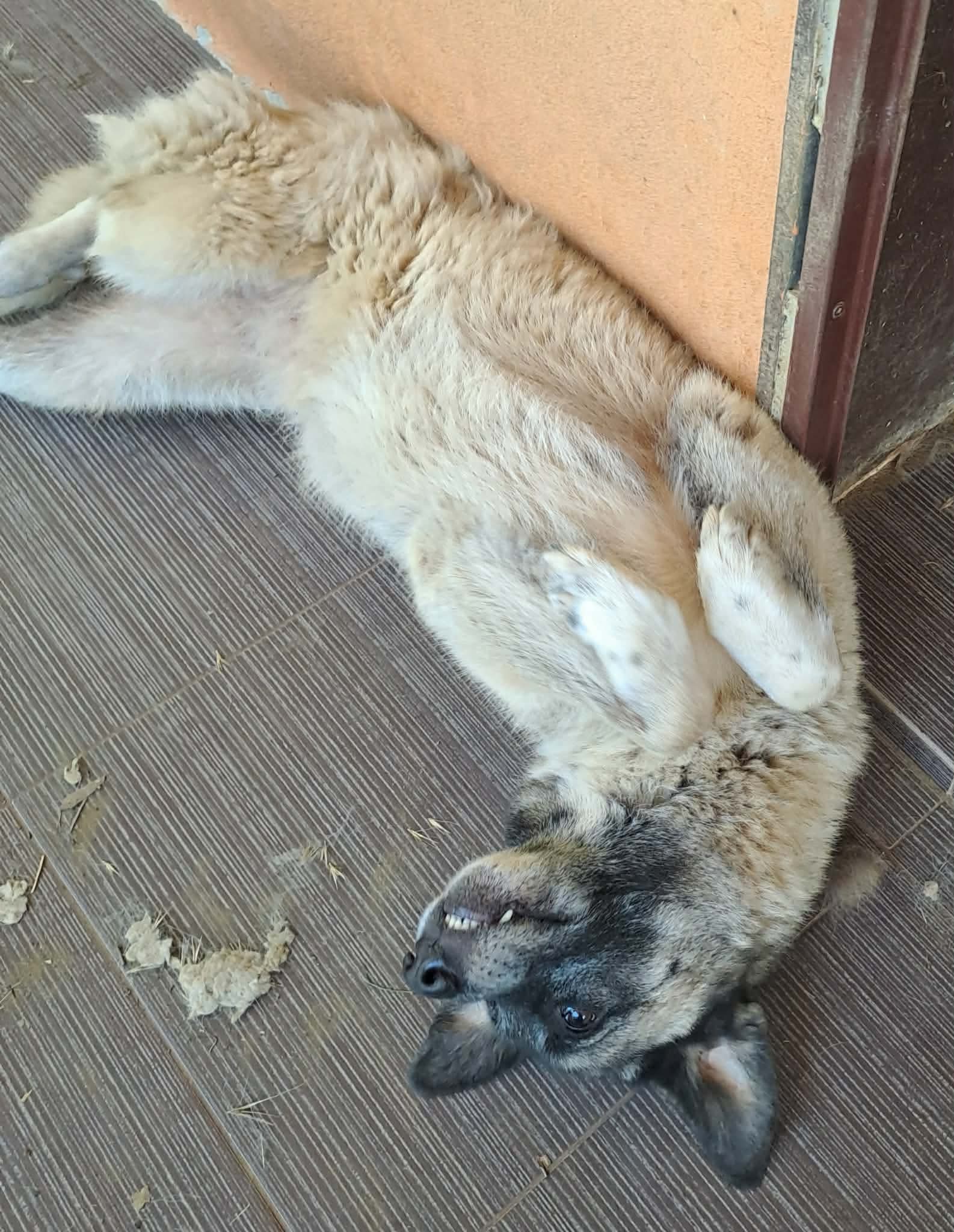 Eiris Zorro Dogsavior Aug26 2
