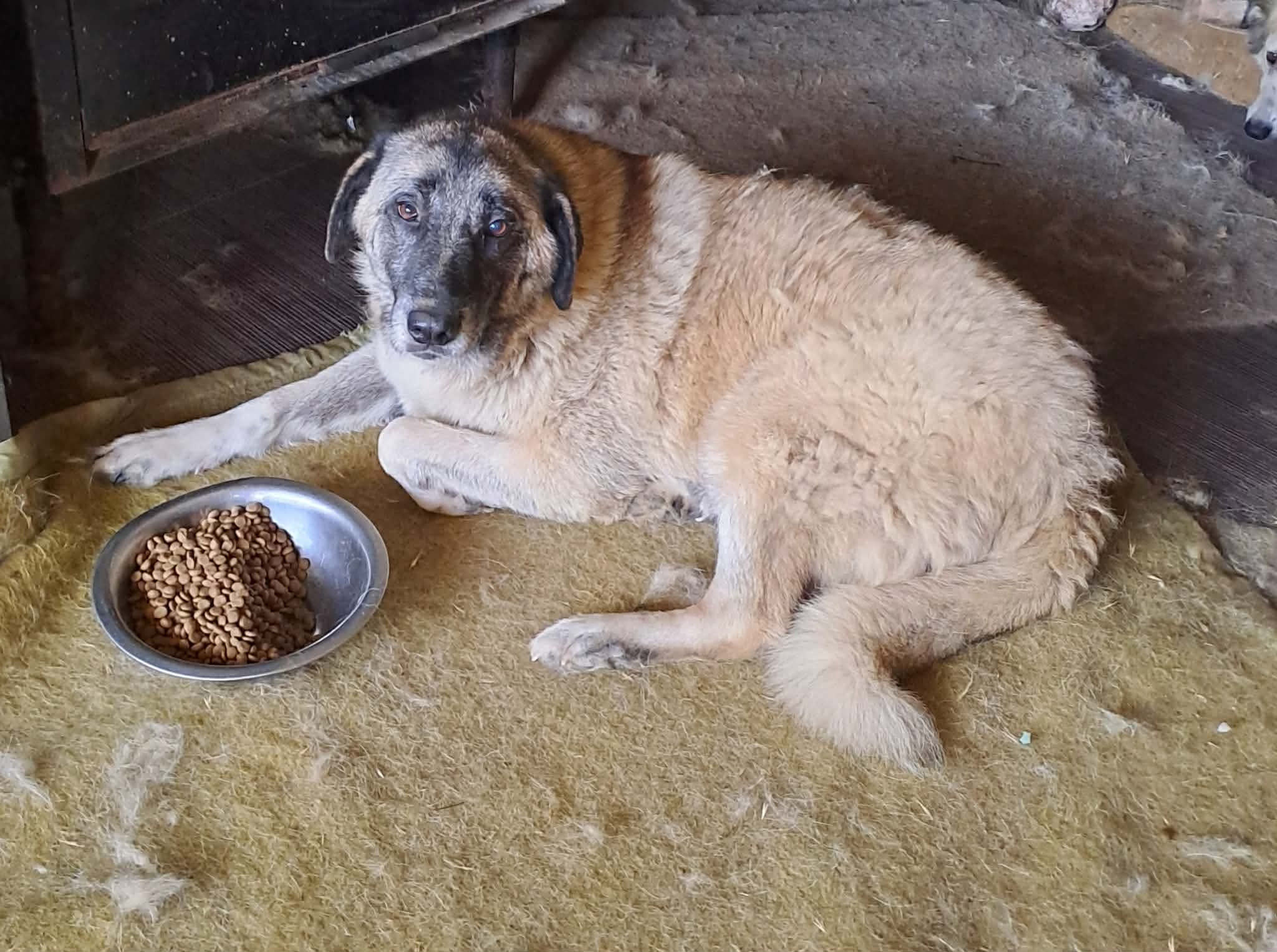 Eiris Zorro Dogsavior Aug26 4