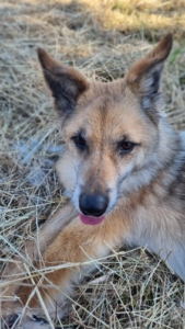 Fox Zorro Dogsavior 2026 1