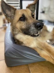 Fox Zorro Dogsavior 2026 2