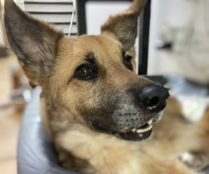 Fox Zorro Dogsavior 2026 Beitragsbild