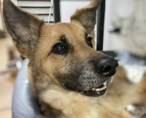 Fox Zorro Dogsavior 2026 Beitragsbild