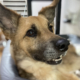 Fox Zorro Dogsavior 2026 Beitragsbild