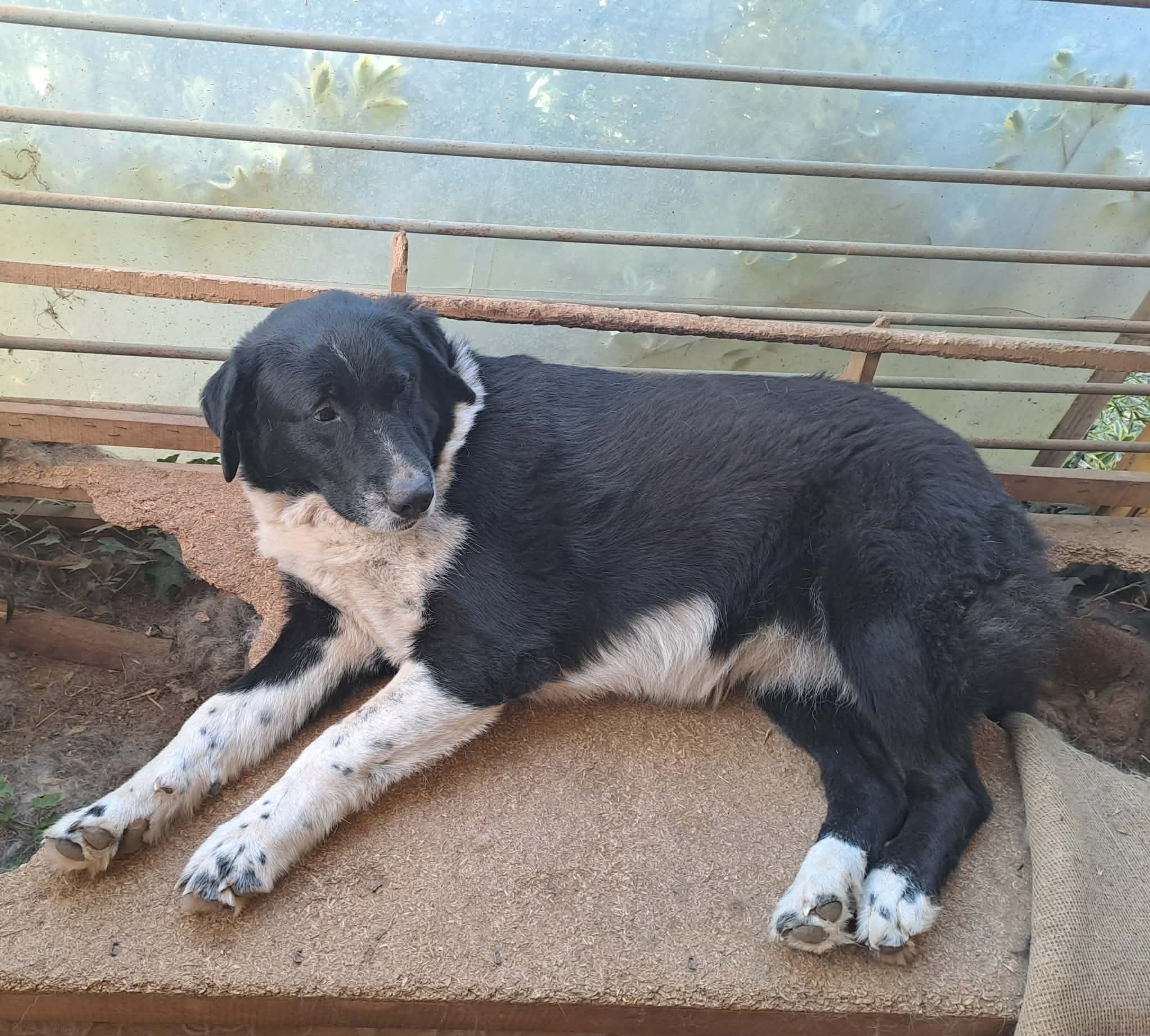 Margot Zorro Dogsavior Aug26 1