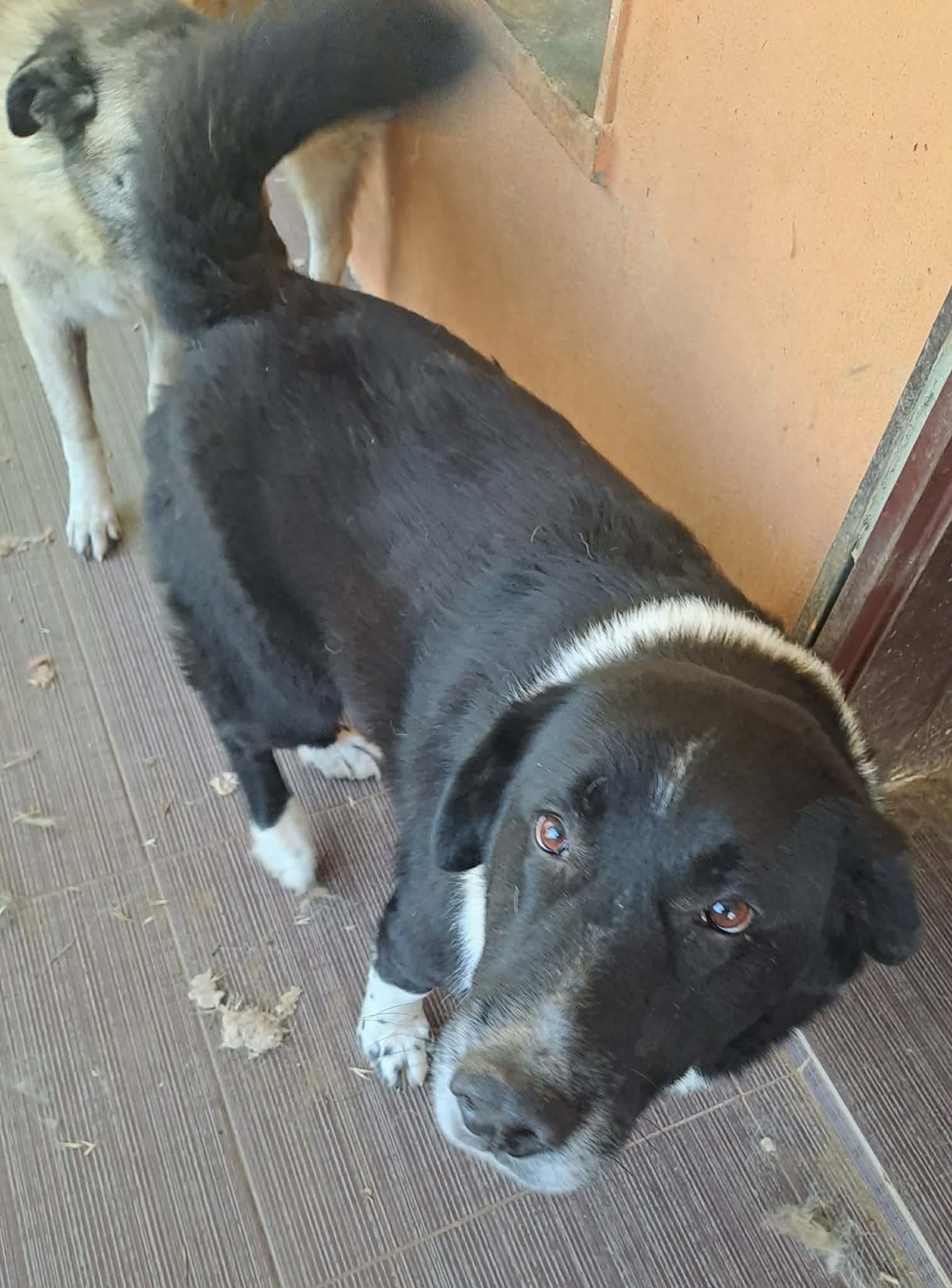 Margot Zorro Dogsavior Aug26 3