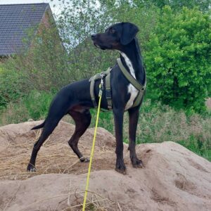 Ein Hund auf einem Hügel