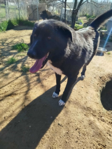 NalaBlack Zorro Dogsavior Sep25 1