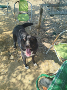 NalaBlack Zorro Dogsavior Sep25 2