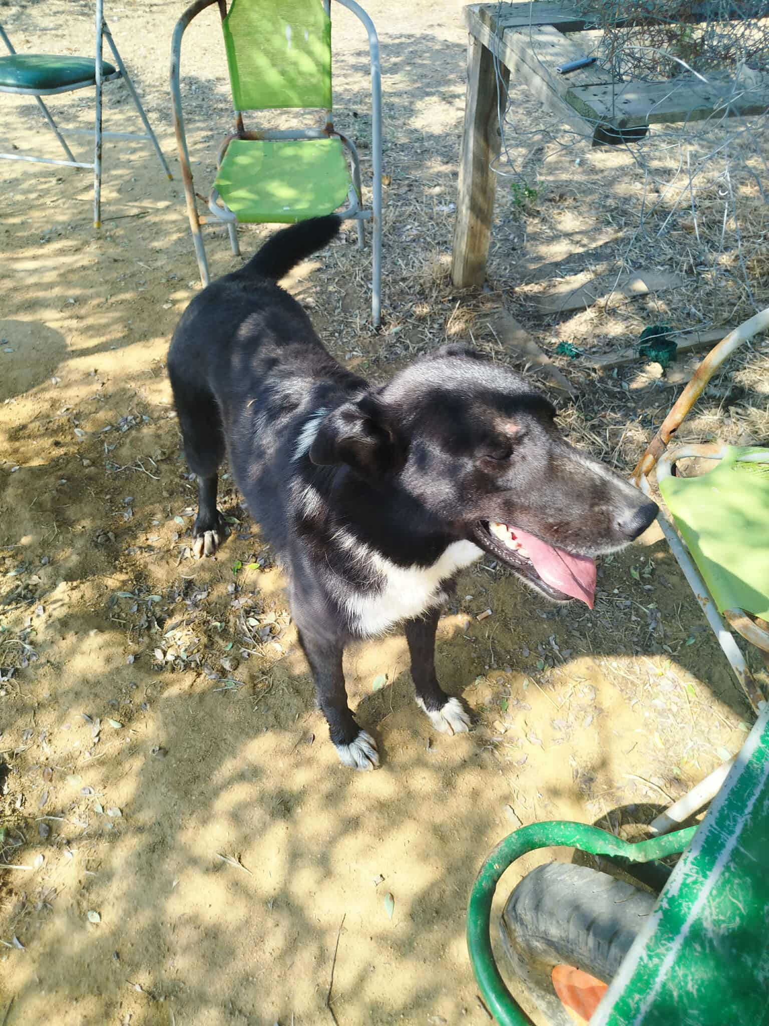 NalaBlack Zorro Dogsavior Sep25 3