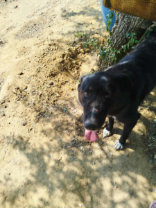 NalaBlack Zorro Dogsavior Sep25 4