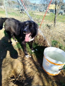 NalaBlack Zorro Dogsavior Sep25 5