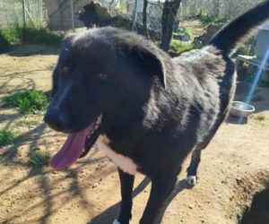 NalaBlack Zorro Dogsavior Sep25 Beitragsbild